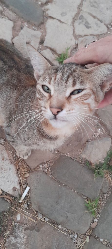 Gatinho de rua esterilizado