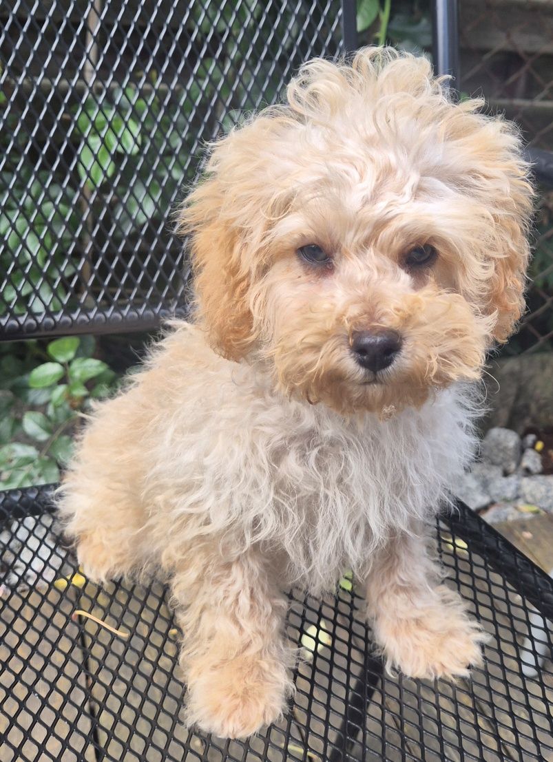 Maltipoo Piesek Gotowy do Odbioru