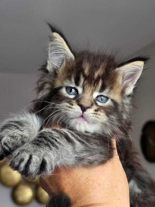 Małe kocięta Maine coon