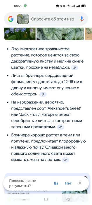 Продам розсаду брунери