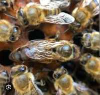 Пчелопакеты пчелосемьи отводки