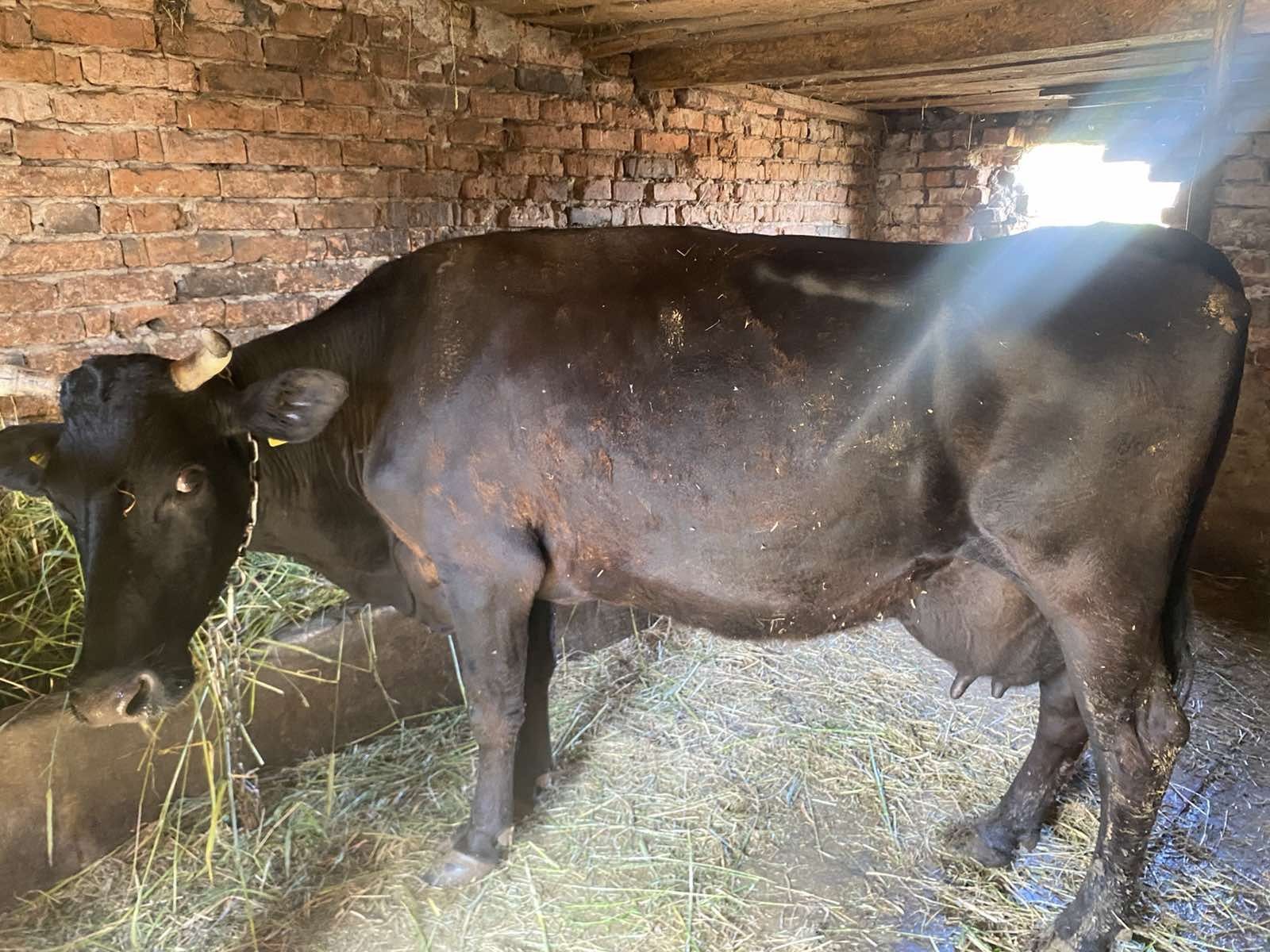 Продам корову є доставка