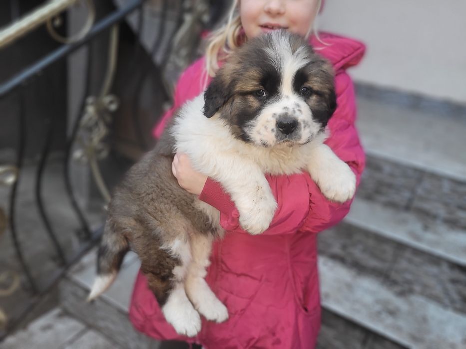 Bernardyn długowłosy