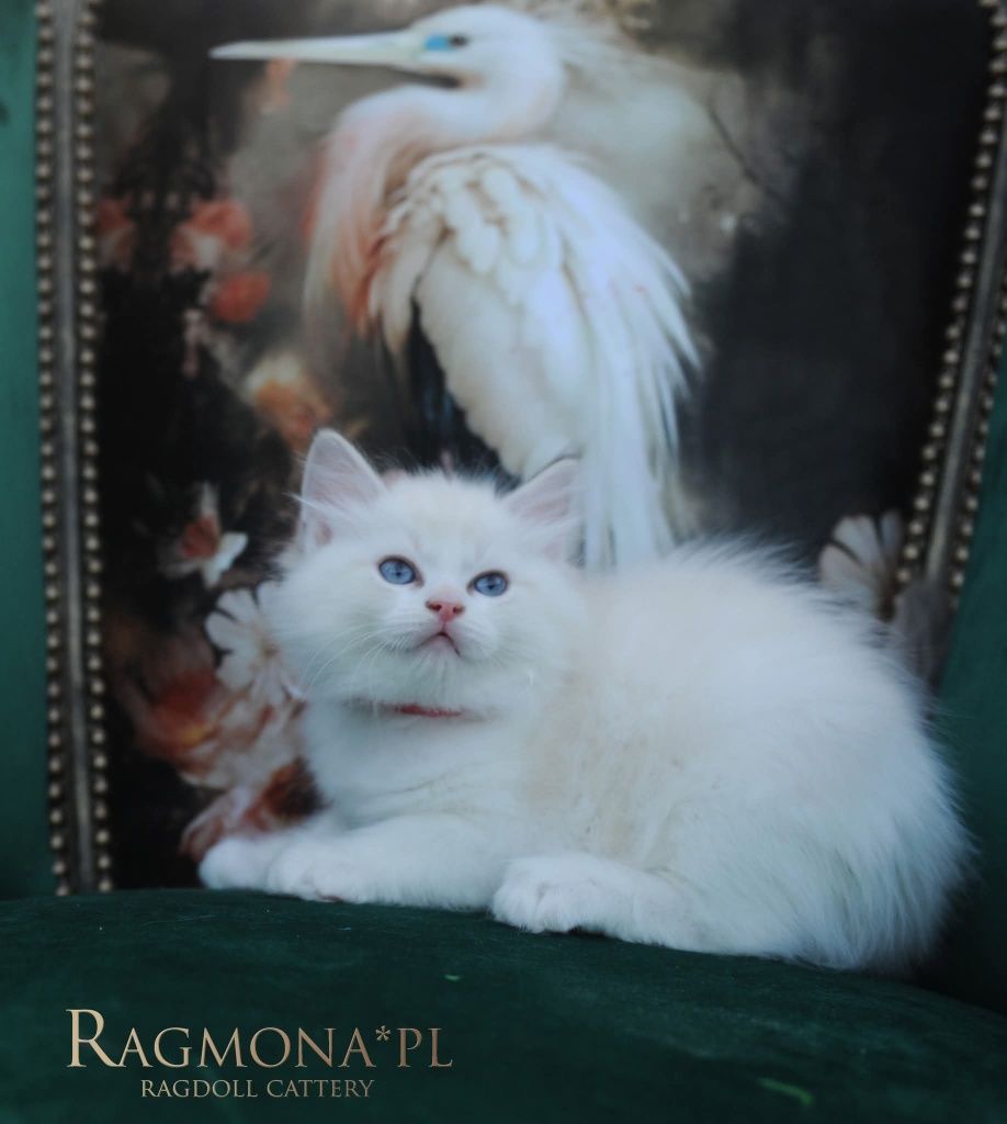Kocurek ragdoll seal bicolour lynx kociak