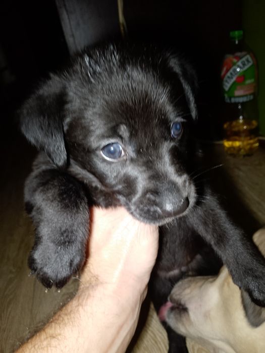 Oddam szczeniaki w dobre ręce