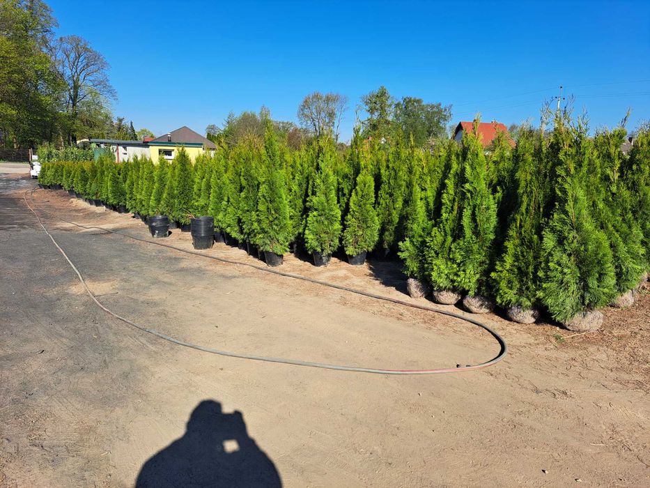 Dostawa gratis Tuja szmaragd 150-170cm promocja trasa Słupsk Koszalin