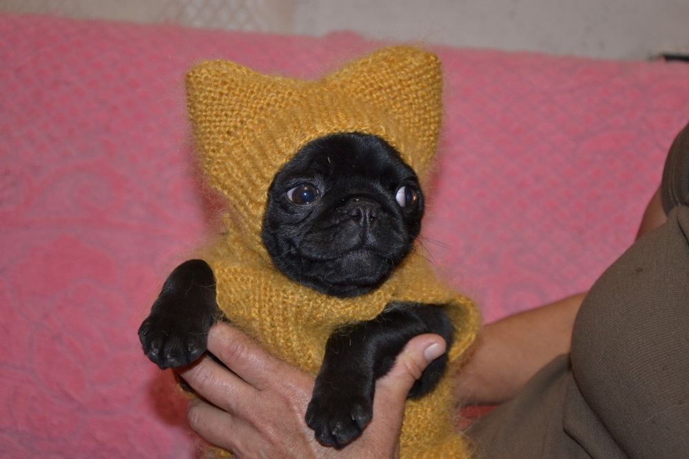 Продам цуценя мопса