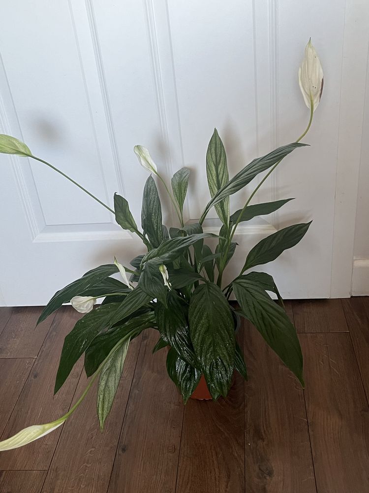 Duży skrzydłokwiat Spathiphyllum