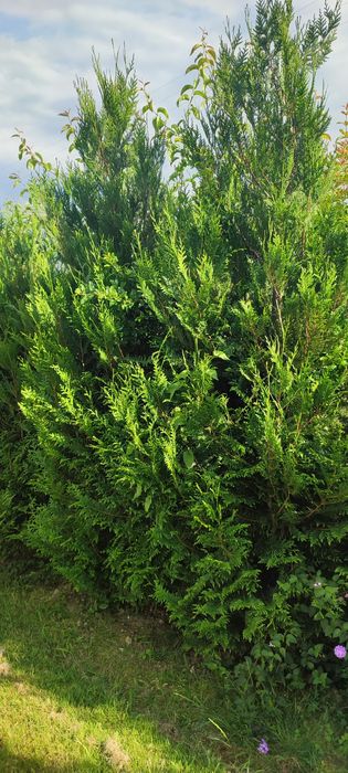 Tuia plicata para sebe ou jardim