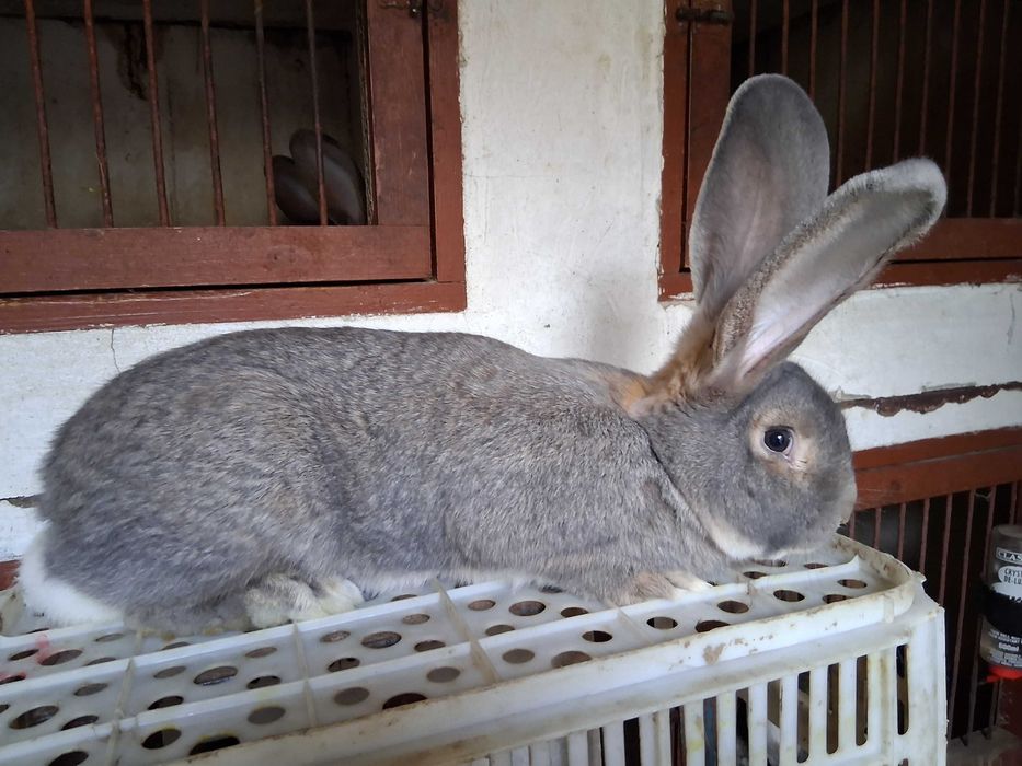 Króliki olbrzymy belgijskie