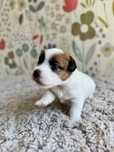 Jack Russell Terrier- JRT piesek z rodowodem FCI