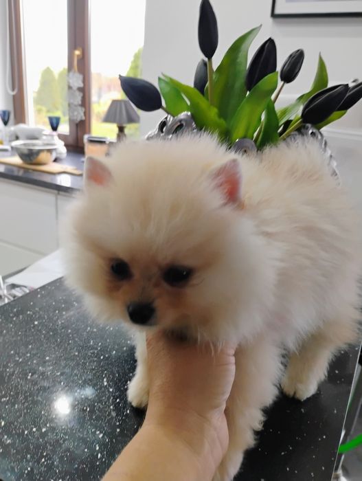 Sprzedam szpica pomerianiana