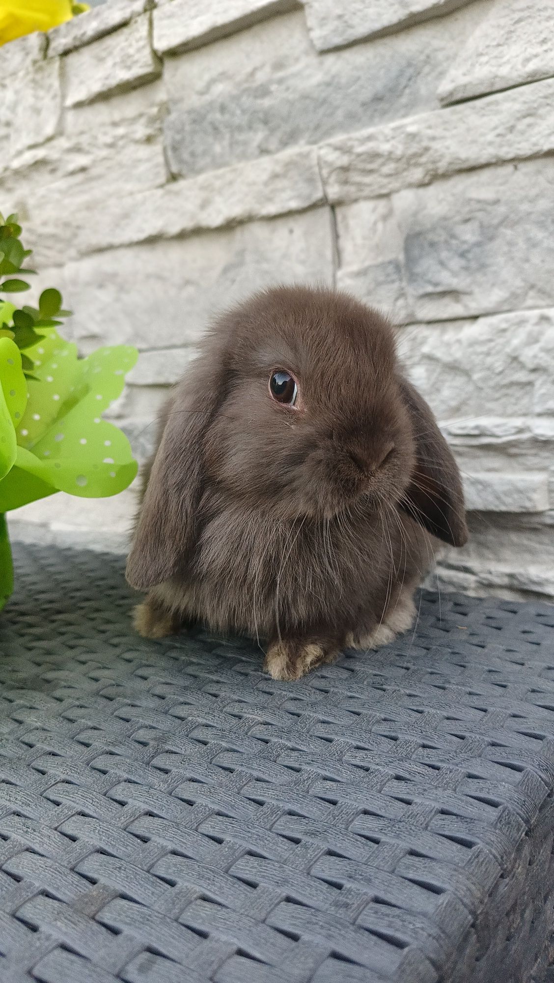 Mini lop króliki karzełek miniaturka baranek hodowla