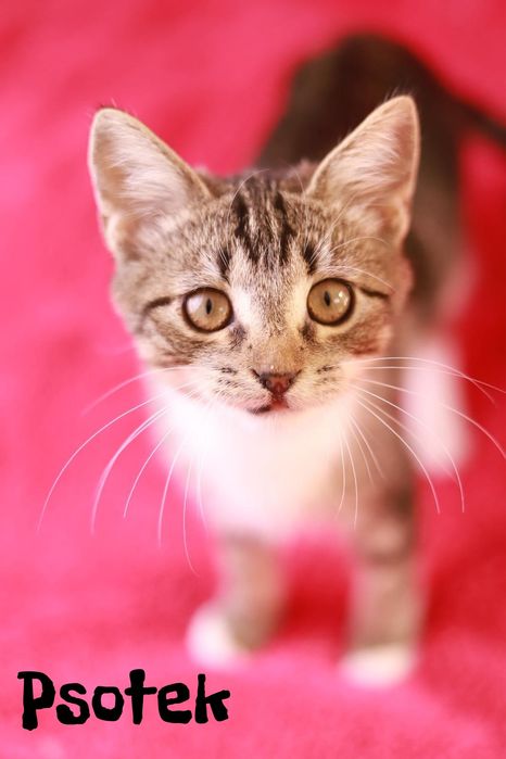 To czas na Figle! Poznajcie Fikusia, ten kociak właśnie czeka na dom