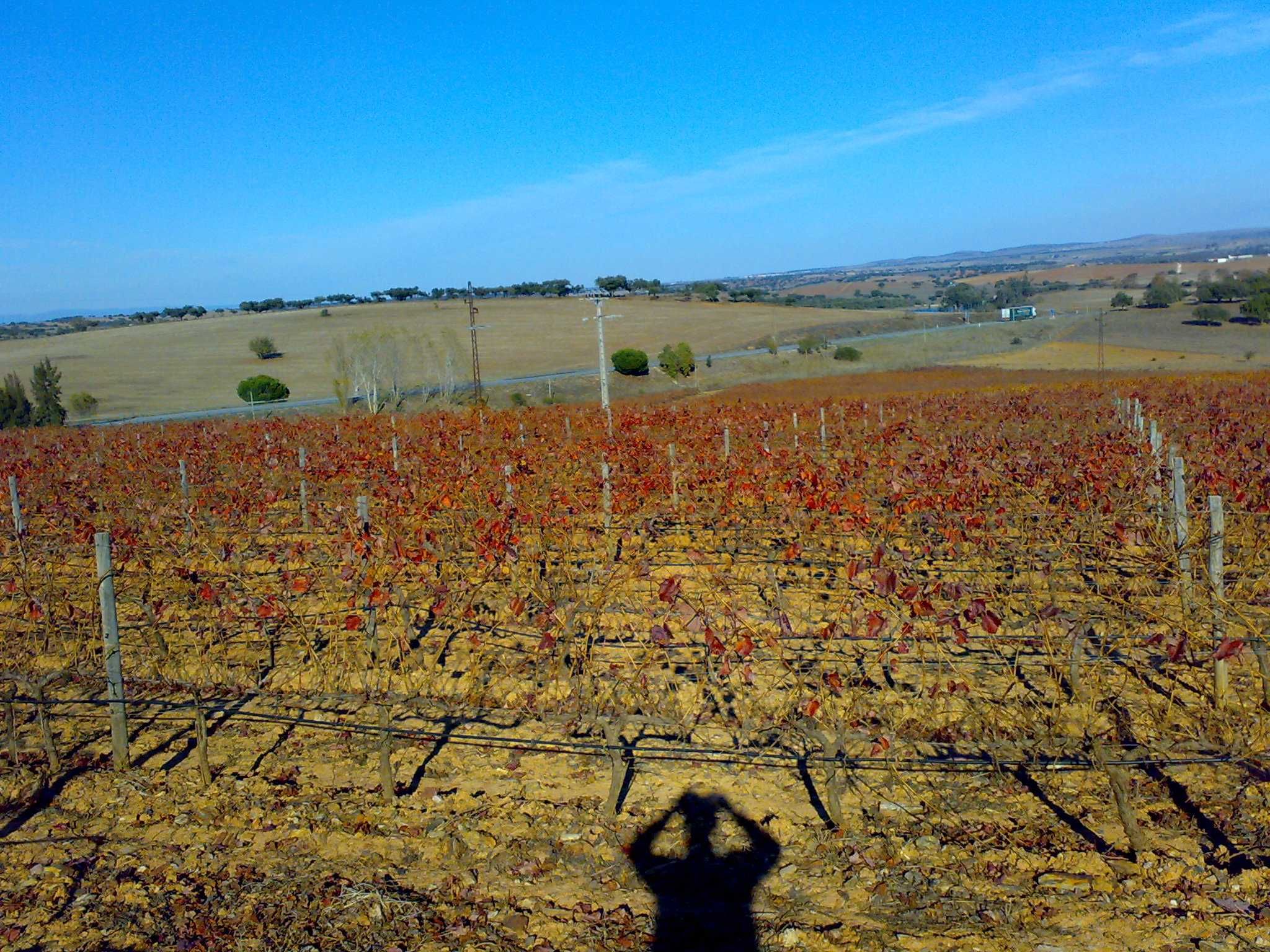 Herdade com Vinha - Borba