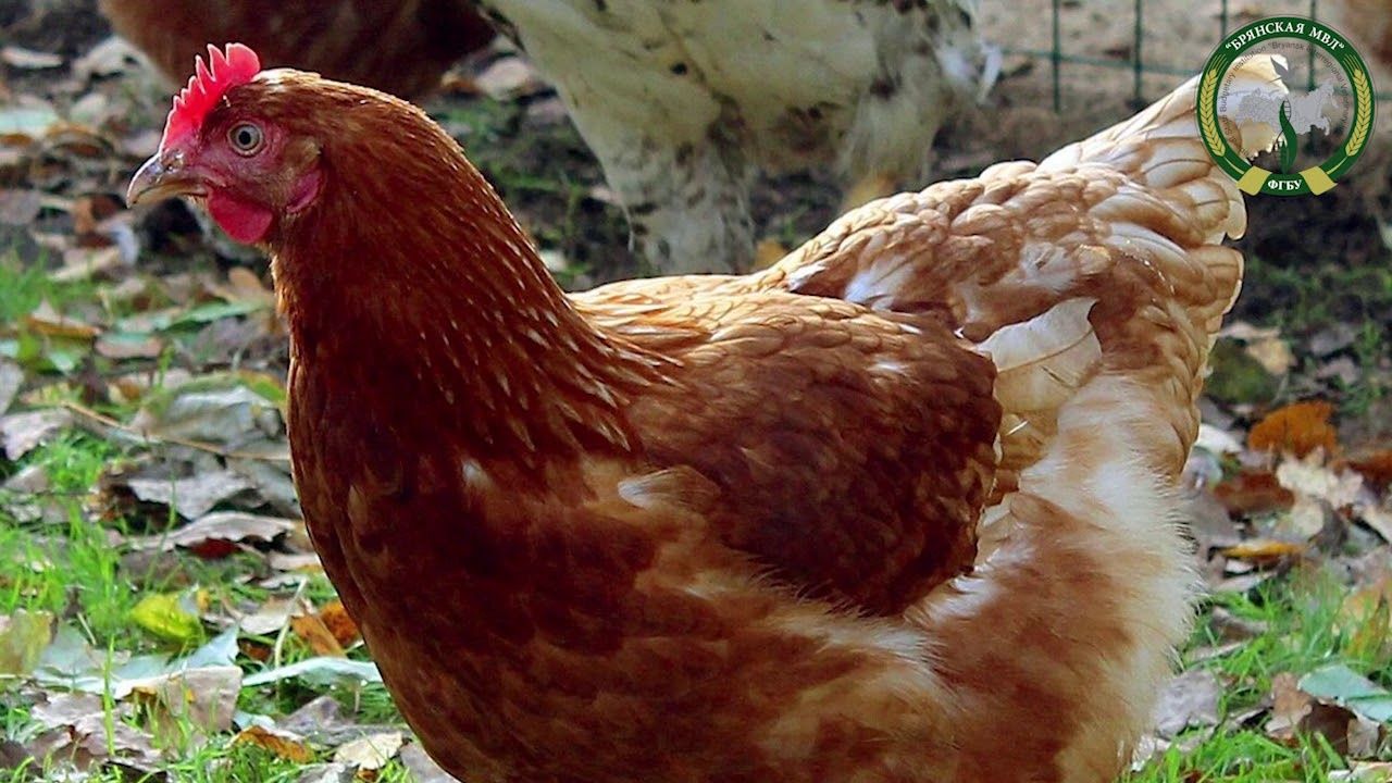 Инкубационное яйцо несушки ломан Браун  Венгрия оптом