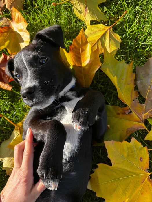 Pepsi-czarny szczeniak/suczka do odpowiedzialej adopcji