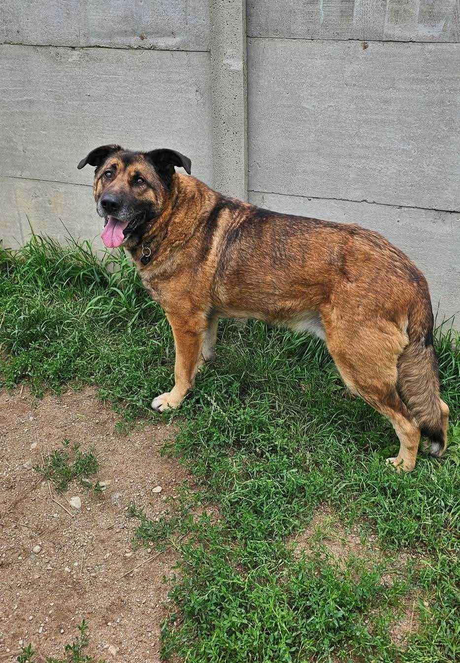 duży spokojny psiak do adopcji