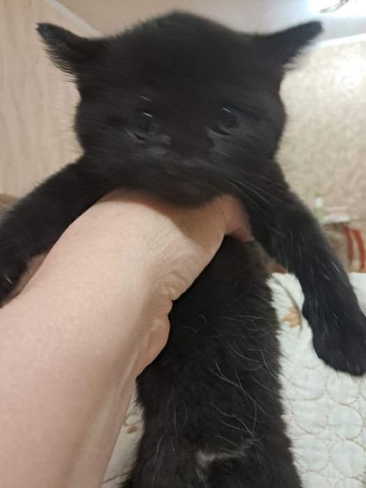 Віддам кошенят в добрі руки