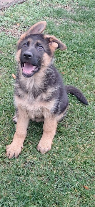 Owczarek niemiecki krótkowłosy fci