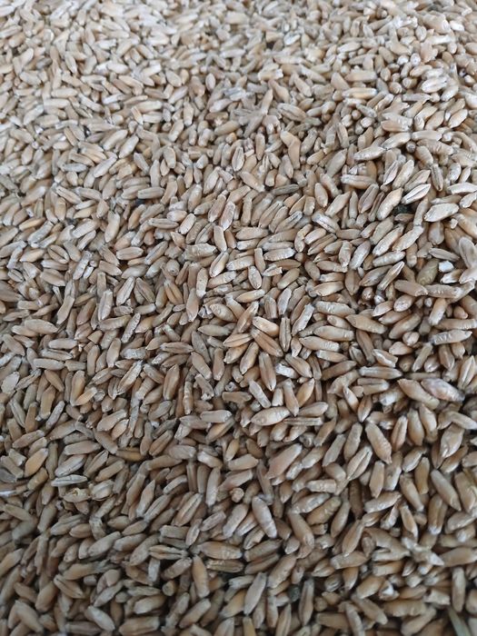 Pszenzyto ozime avokado tegoroczne