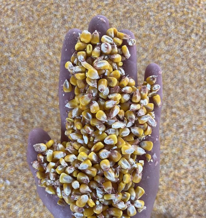 Сушіння будьяких культур з підвещеною вологістю, кукурудза, соя