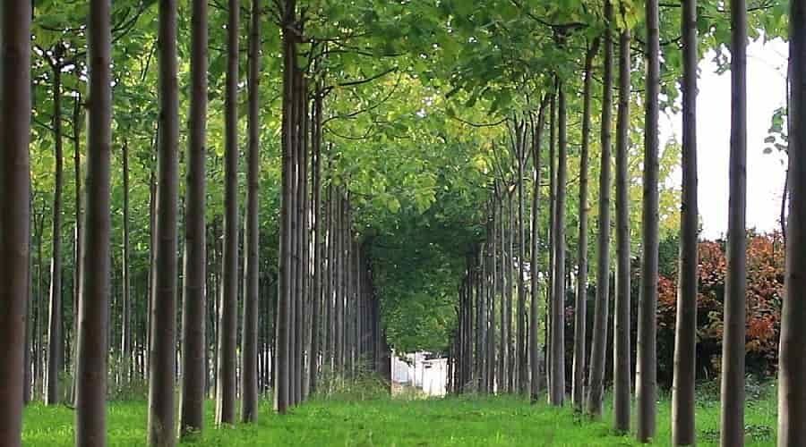 Paulownia elongata, paulonia árvore, planta ENTREGAMOS EM TODO O PAÍS