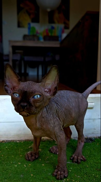Przesliczna kociczka Koteczka sfinks,piękne oczka  kot sphynx