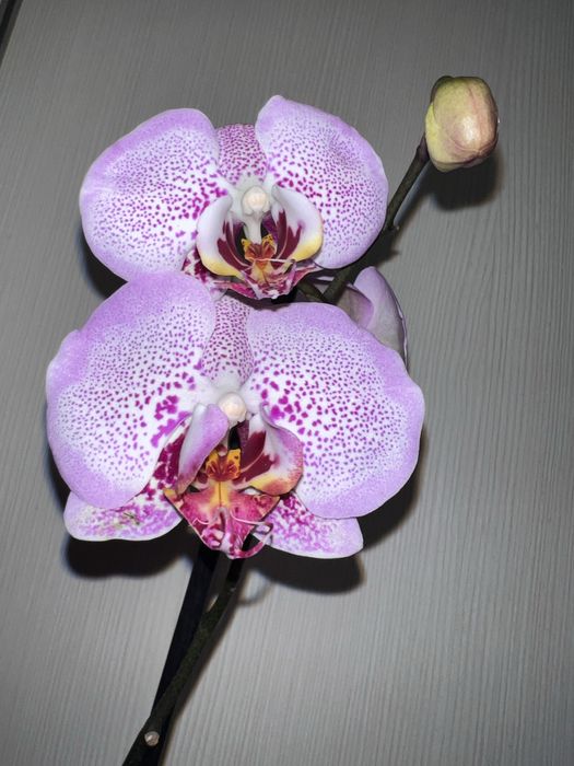 Орхидея. Фаленопсис. Сого Даймонд.