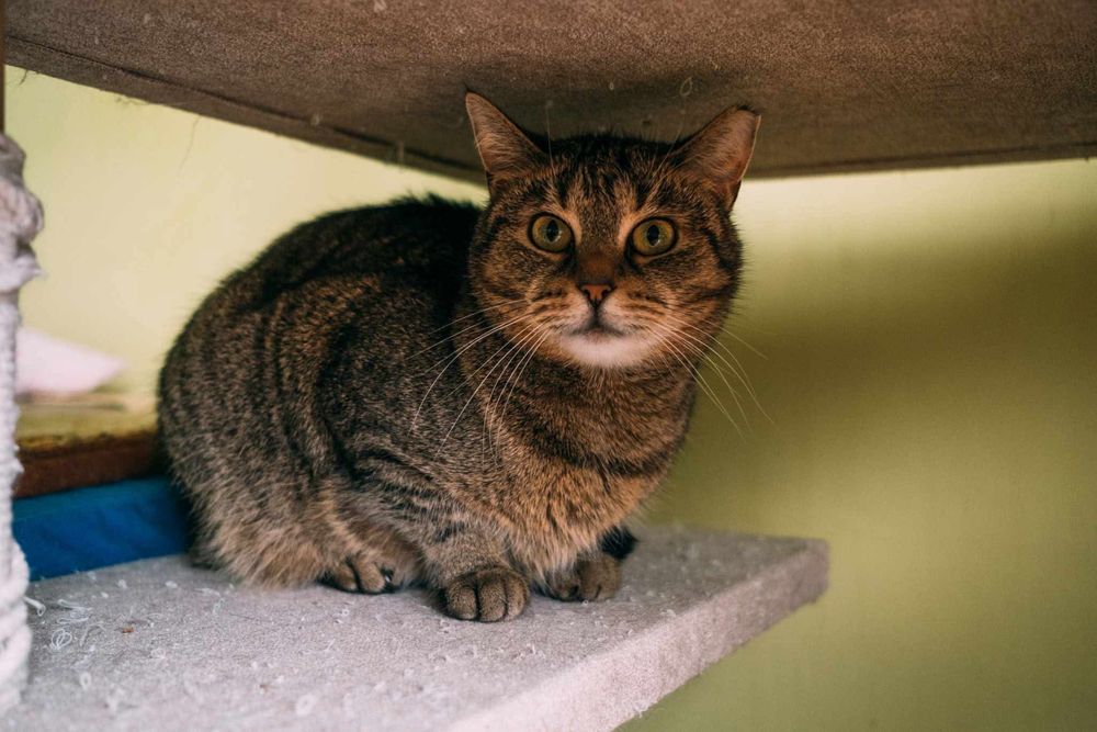 Zabawowa Kaśka szuka domu - kotek do adopcji