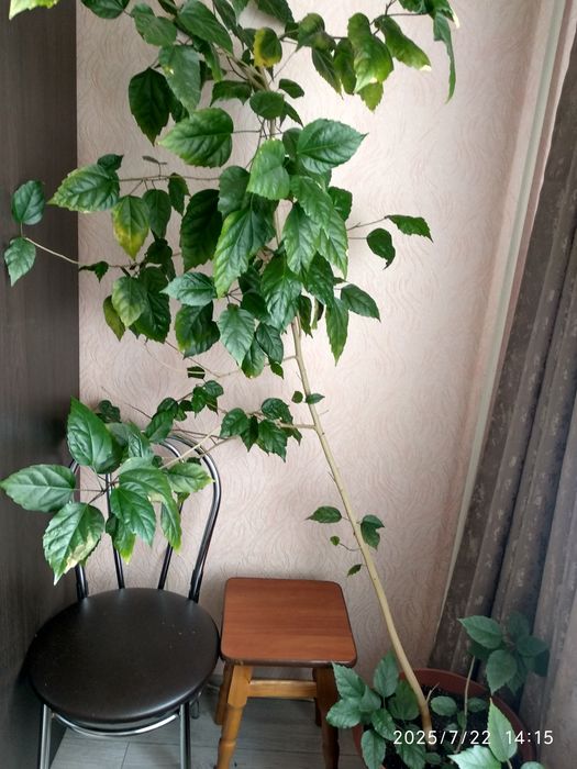 Троянда, китайська троянда, вазон, дерево.Привезу!!!