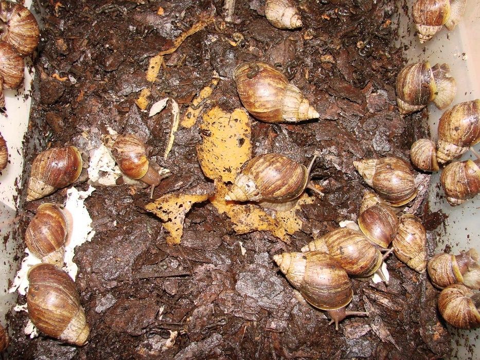 Achatina/ Lissachatina fulica