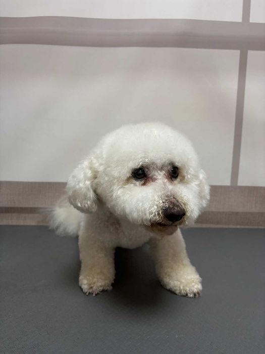 Послуги грумінгу м. КОРОСТЕНЬ