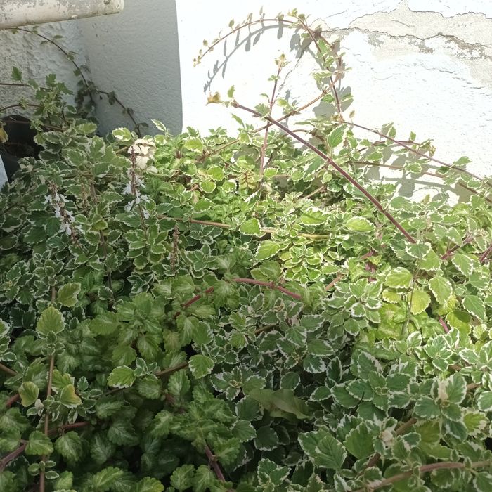 Aromáticas diversas