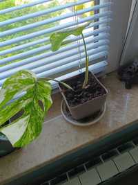 Monstera variegata