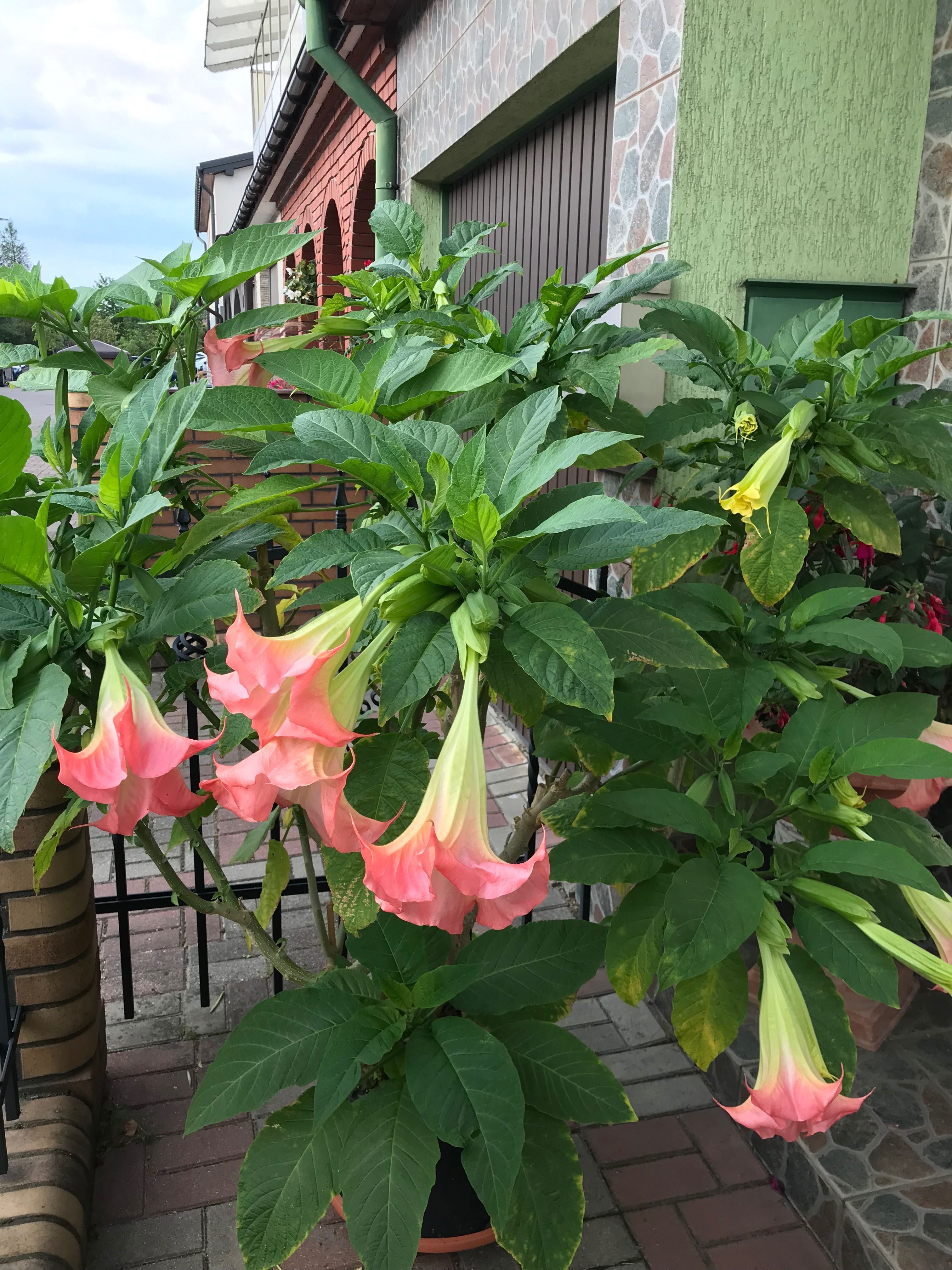 Datura wieloletni kwitnący kwiat ogrodowy balkonowy