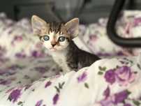 Chlopczyk devon rex