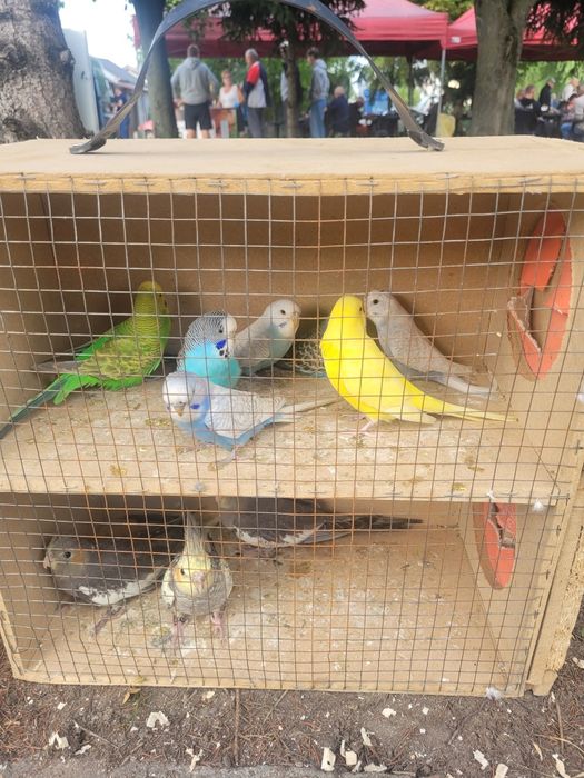 Papugi faliste faliste