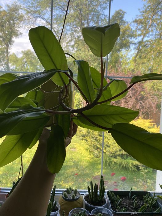 Філодендрон лайм