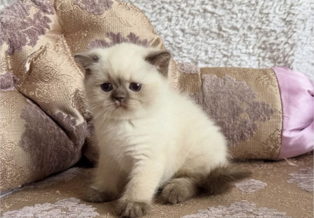 Дуже гарні котики продам