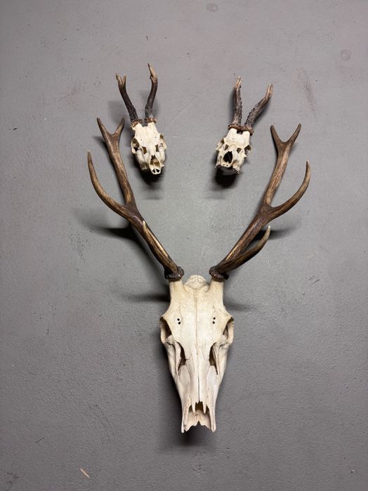 Sprzedam Poroża z czaszką