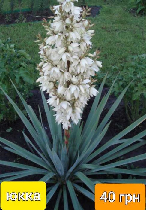 Юка нитчата садженці