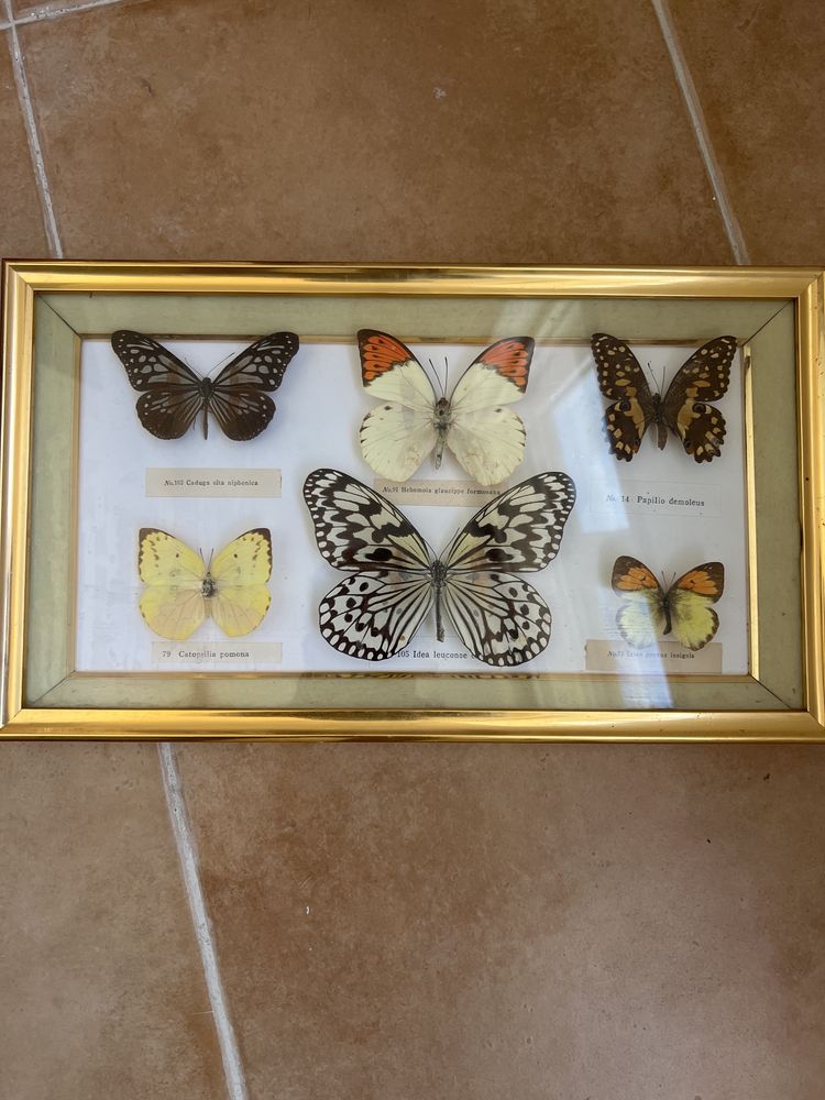 Quadros antigos (4 quadros)