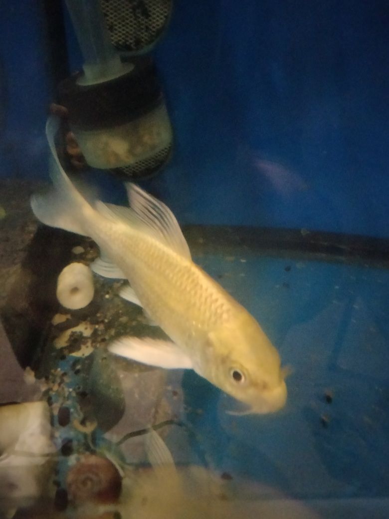 Carpa Koi de veu 15cm