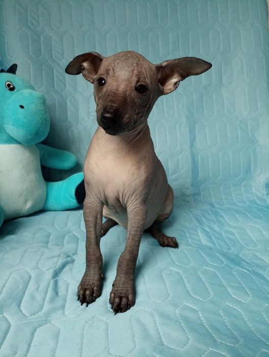 Cudo piesek miniatura z rodowodem