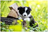 Border Collie FCI ZKwP