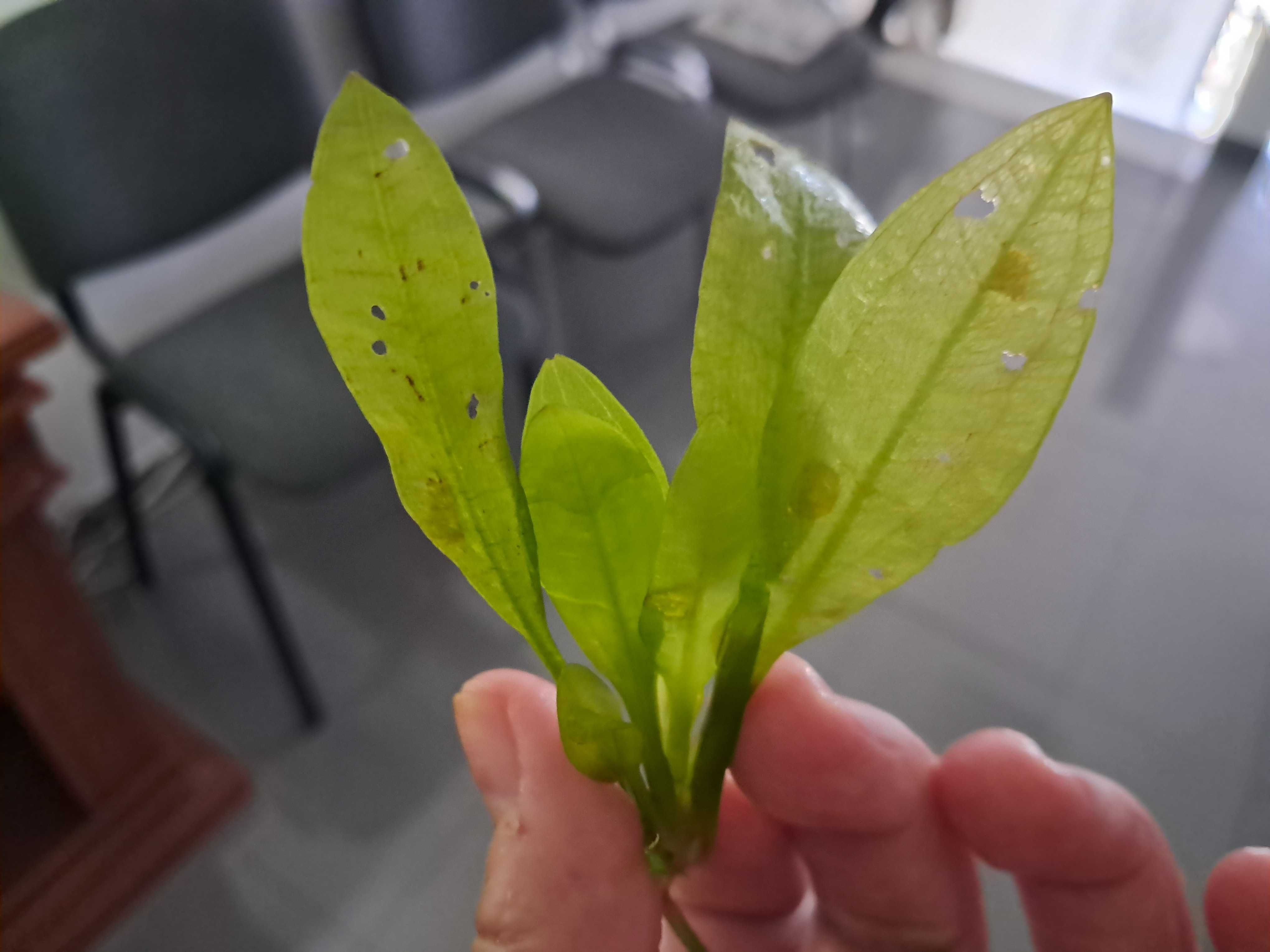 Planta Echinodorus 2