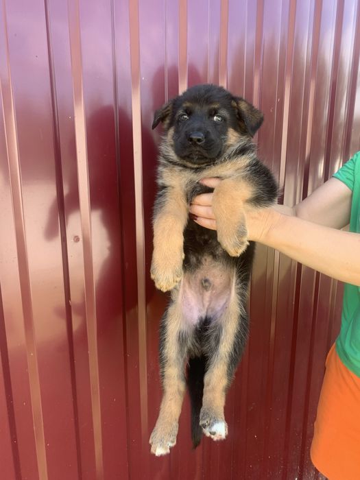 Продам цуценят Німецької вівчарки