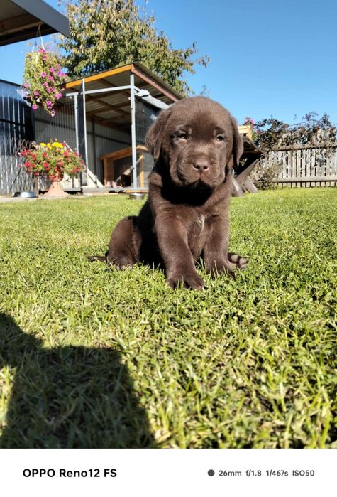 Szczeniak Labrador
