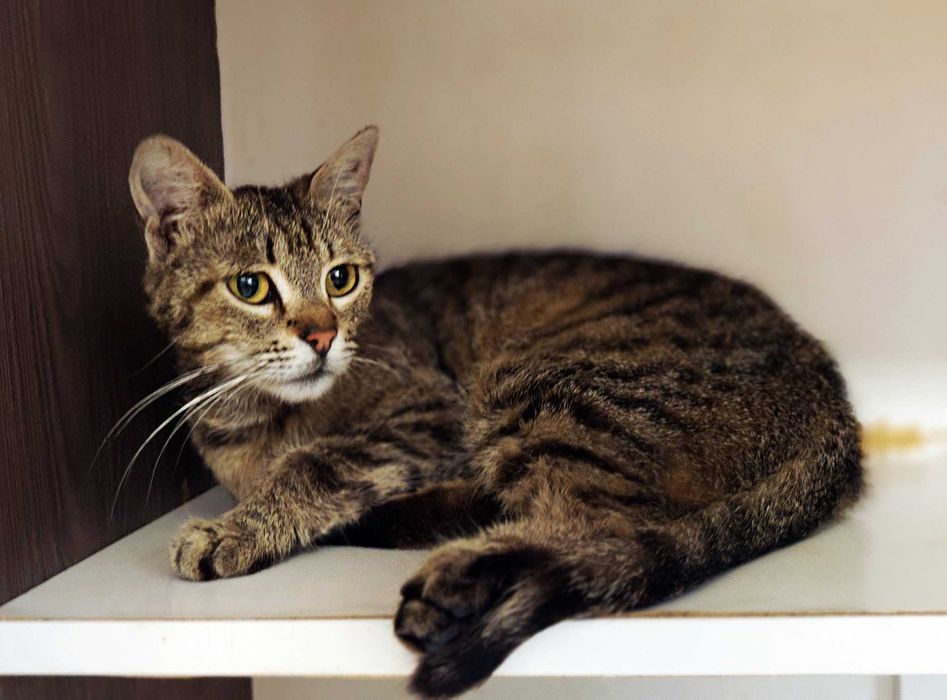 Ніжна і добра кото-дівчинка Квітя (10 міс) дуже сумує без людини!